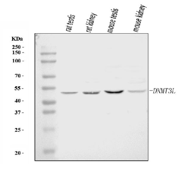 DNMT3L Rabbit Polyclonal Antibody