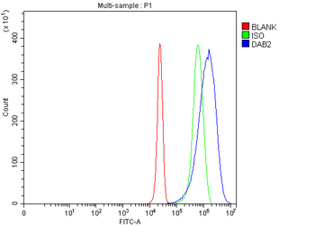 DAB2 Rabbit Polyclonal Antibody