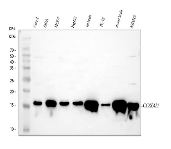 COX IV/COX4I1 Antibody