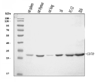 Cd70 Rabbit Polyclonal Antibody