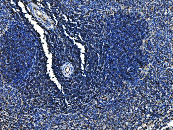 Cd6 Rabbit Polyclonal Antibody