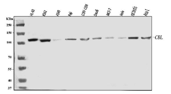 CBL Rabbit Polyclonal Antibody