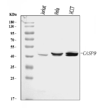 Caspase-9/CASP9 Rabbit Polyclonal Antibody