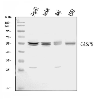 Caspase-8/CASP8 Rabbit Polyclonal Antibody
