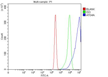 ATG4A Rabbit Polyclonal Antibody