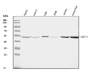 AQP11 Antibody