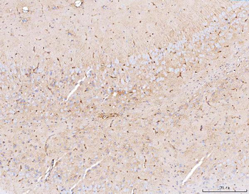 Aquaporin 4/AQP4 Rabbit Polyclonal Antibody
