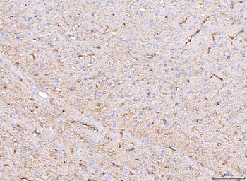 Aquaporin 4/AQP4 Rabbit Polyclonal Antibody