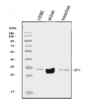 Aquaporin 4/AQP4 Rabbit Polyclonal Antibody