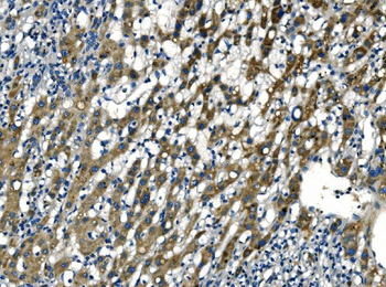 Apelin/APLN Rabbit Polyclonal Antibody