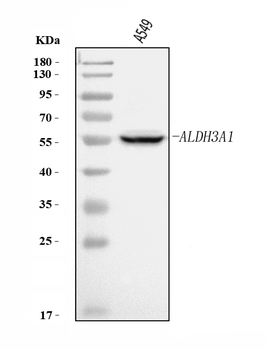 ALDH3A1 Rabbit Polyclonal Antibody