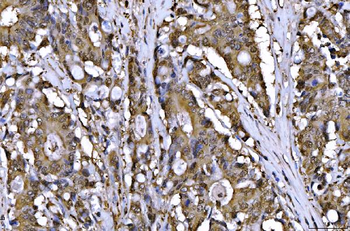 AHA1/AHSA1 Antibody