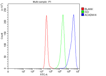 ACADM/MCAD Antibody