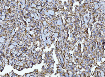 CD147/Emmprin Antibody (monoclonal, 7H5E7)