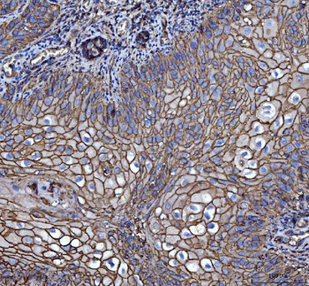CD147/Emmprin Antibody (monoclonal, 7H5E7)
