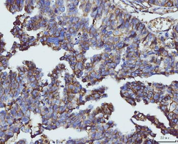 CD147/Emmprin Antibody (monoclonal, 3B13G7)