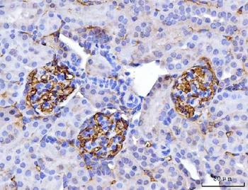 CD147/Emmprin Antibody (monoclonal, 3B13G7)