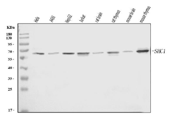 SHC Antibody (monoclonal, 6D6E1)