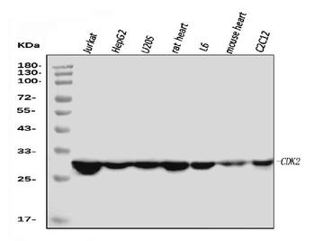 Cdk2 Antibody (monoclonal, 6D5B5)