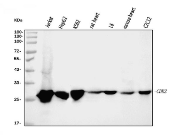 Cdk2 Mouse Monoclonal Antibody