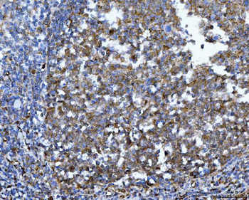 YWHAE Antibody (monoclonal, 3G11G2)
