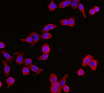 YWHAE Antibody (monoclonal, 3G11G2)
