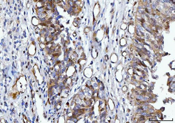YWHAE Antibody (monoclonal, 3G11G2)