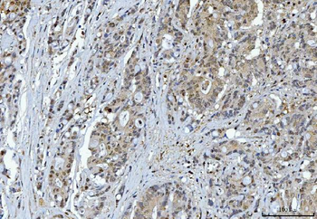 YWHAE Antibody (monoclonal, 3G11G2)