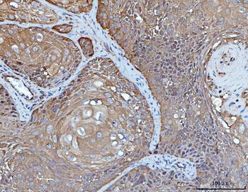 YWHAE Antibody (monoclonal, 3G11G2)