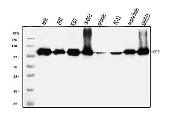HGS Antibody (monoclonal, 4B7E2)