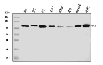 HGS Antibody (monoclonal, 6C2E1)