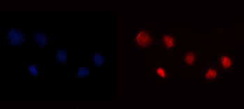 YY1 Antibody (monoclonal, 3F3E7)