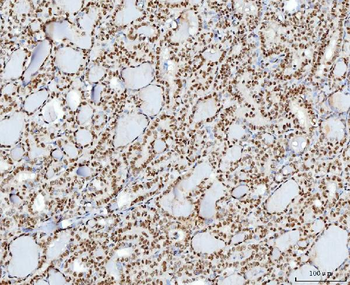 YY1 Antibody (monoclonal, 3F3E7)