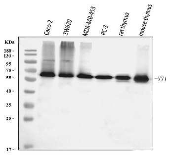 YY1 Antibody (monoclonal, 3F3E7)