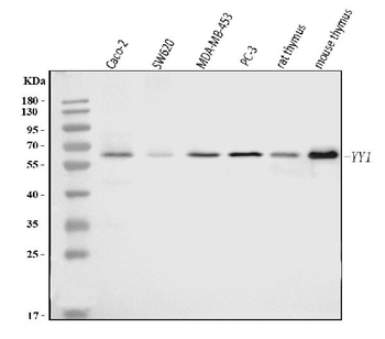 YY1 Mouse Monoclonal Antibody