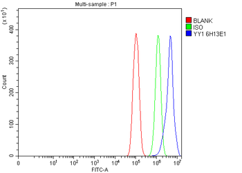YY1 Mouse Monoclonal Antibody
