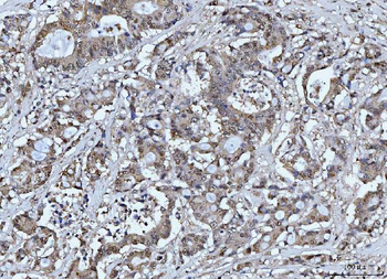 FEN1 Antibody (monoclonal, 7D11D7)