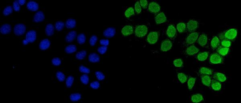 FEN1 Antibody (monoclonal, 6F3F2)