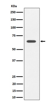 SOCS7 Rabbit Monoclonal Antibody