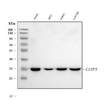 Caspase 3 Rabbit Monoclonal Antibody