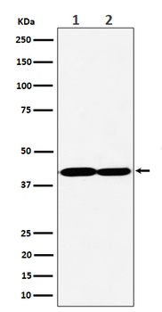 GNAQ Rabbit Monoclonal Antibody