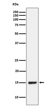NDUFB4 Rabbit Monoclonal Antibody