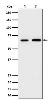 PGM1 Rabbit Monoclonal Antibody