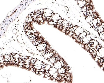 TCEA1 Rabbit Monoclonal Antibody