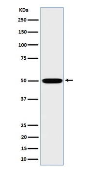 MST4 Rabbit Monoclonal Antibody