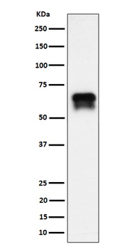 PCTAIRE1 Rabbit Monoclonal Antibody