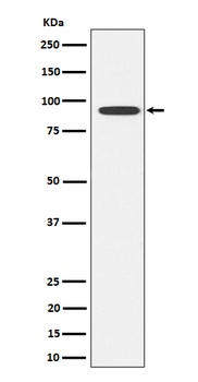 Glyt2 Rabbit Monoclonal Antibody