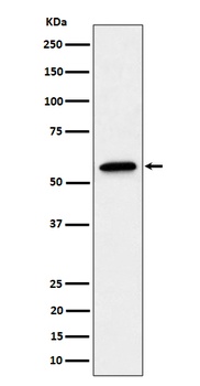 SF3A3 Rabbit Monoclonal Antibody