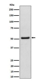 NUP50 Rabbit Monoclonal Antibody