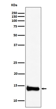 PIN4 Rabbit Monoclonal Antibody